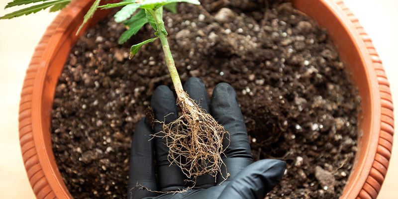 Welche Ursachen Hat Stickstoffmangel? Welche Ursachen Hat Stickstoffmangel?