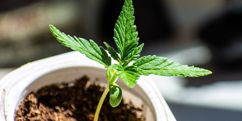 Was Ist Stickstoff Und Warum Braucht Die Pflanze Ihn? Was ist Stickstoff und warum braucht die Pflanze ihn?