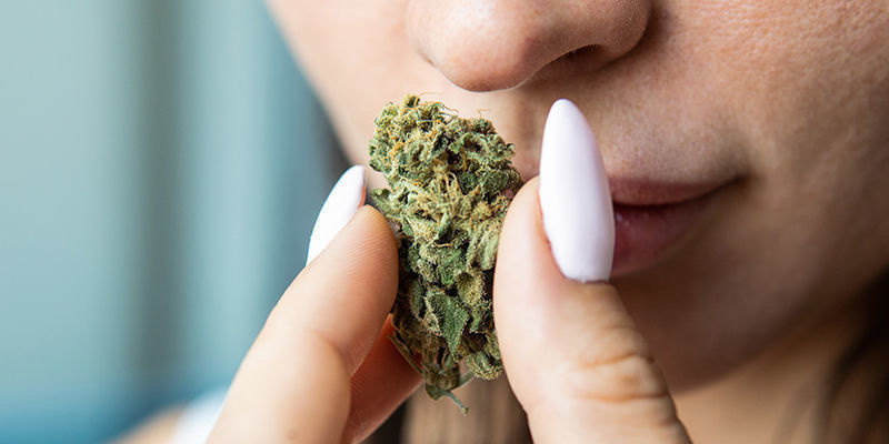 Welche Eigenschaften Zeichnen Gutes Cannabis Aus?