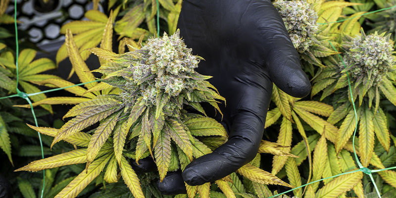 Wie Wird Die Technologie Deinen Nächsten Grow Verändern?