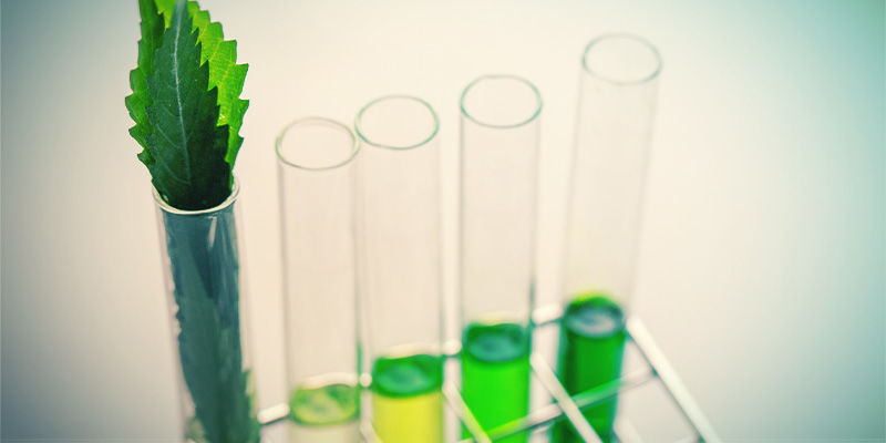 Der Unterschied Zwischen Flavonoiden, Terpenen Und Terpenoiden Der Unterschied Zwischen Flavonoiden, Terpenen Und Terpenoiden