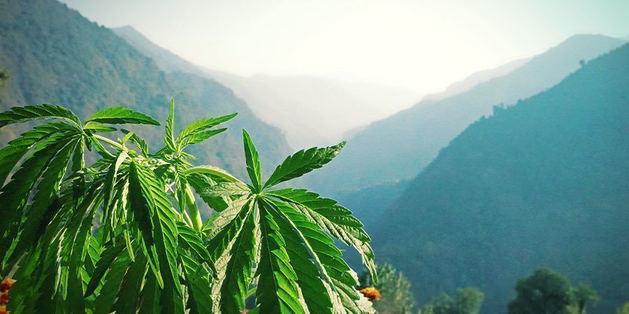 Wie Wirken Terpene? Wie wirken Terpene?