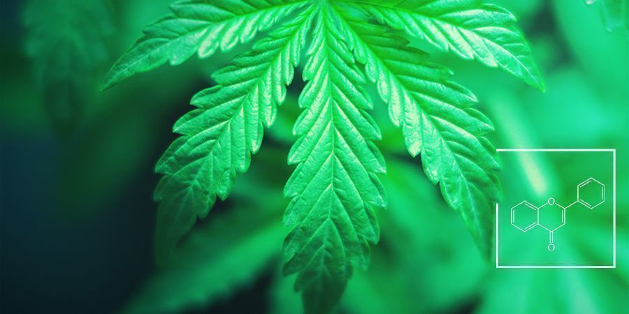 Was Ist Die Funktion Von Flavonoiden, Terpenen Und Terpenoiden? Was ist die Funktion von Flavonoiden, Terpenen und Terpenoiden?