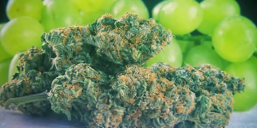 Wo Kommen Flavonoide Vor? Wo kommen Flavonoide vor?