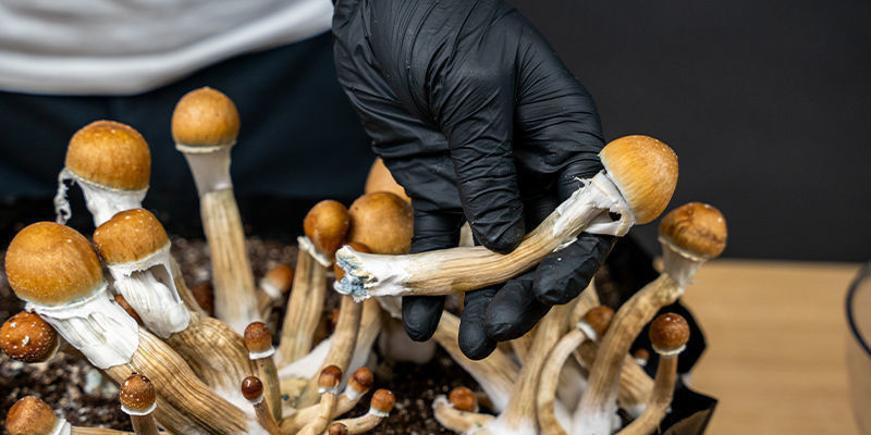 Plane Deinen Nächsten Trip Mit Zamnesia Plane Deinen Nächsten Trip Mit Zamnesia