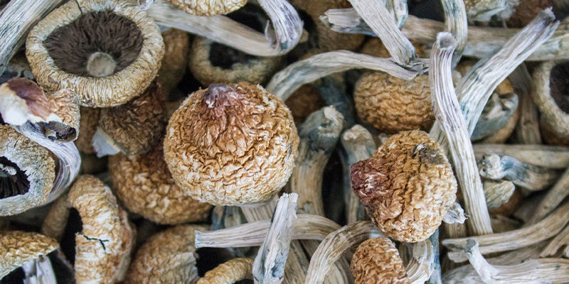 Die Macht Von Zauberpilzen Die Macht Von Zauberpilzen