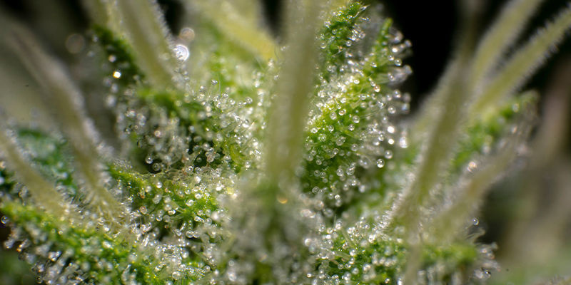 Wie Aktiviere Ich Mein THCA? Wie Aktiviere Ich Mein THCA?