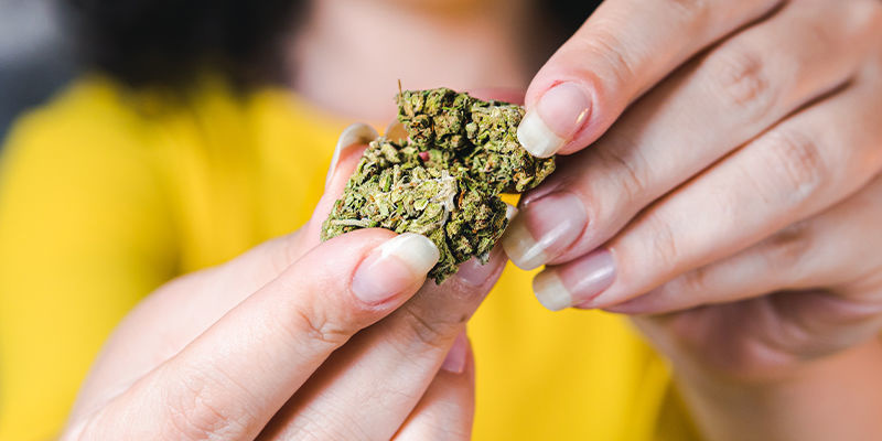 Sind THCA-Blüten Legal? Sind THCA-Blüten Legal?