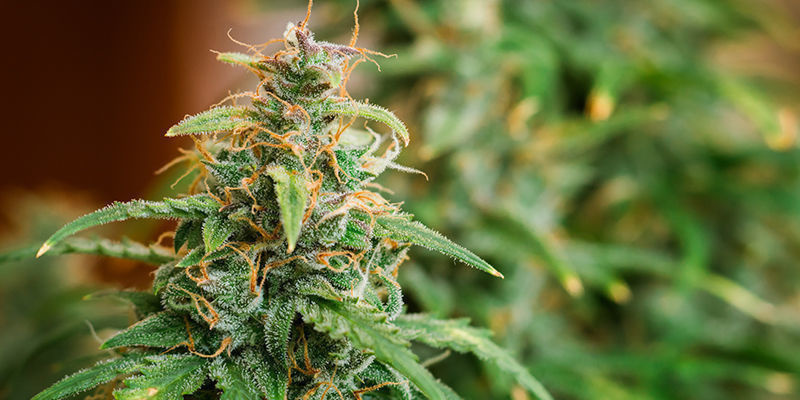 Herausforderungen Beim Anbau Von Road Kill Skunk Herausforderungen Beim Anbau Von Road Kill Skunk