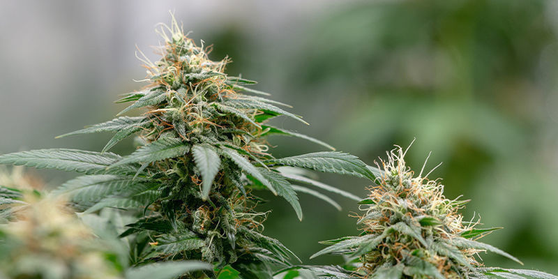 Stinkendes Chaos: Die Jagd Nach RKS Stinkendes Chaos: Die Jagd Nach RKS