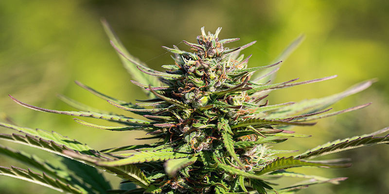 Wird Kreatin Meine Cannabispflanzen Besser Aussehen Lassen?