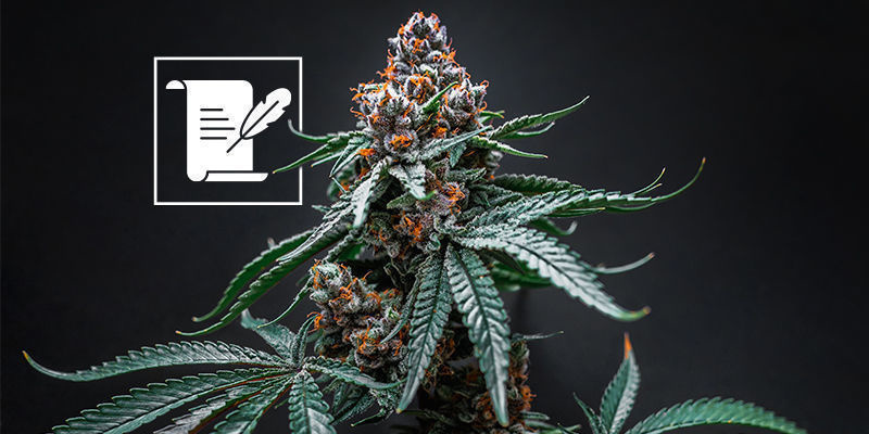 Was kann man von einem Cannabismuseum erwarten?