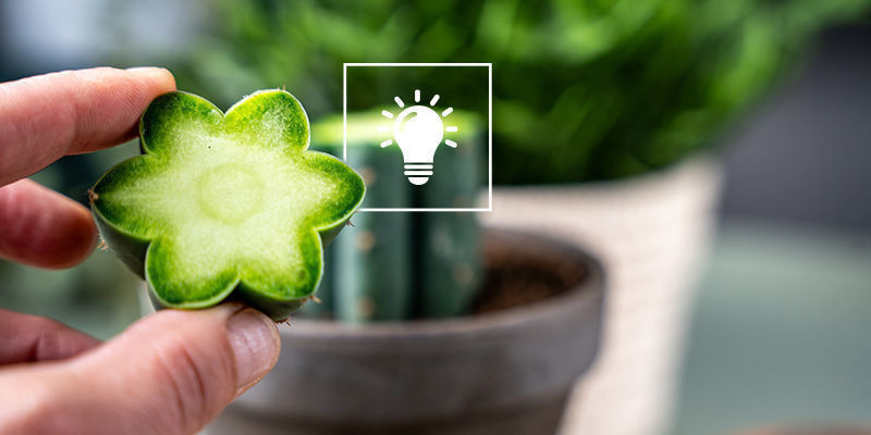 Hinweise Und Tipps Für Das Pfropfen Von Peyote Hinweise Und Tipps Für Das Pfropfen Von Peyote