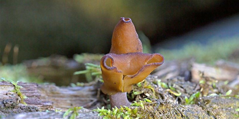 Frühjahrs-Giftlorchel