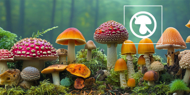 Warum Muss Man Den Verzehr Bestimmter Pilze Vermeiden?