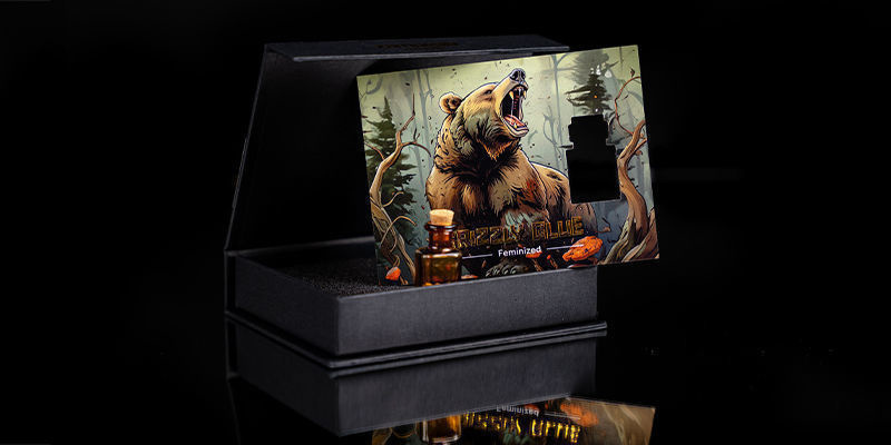 Rang 4 – Roaring Bear: Grizzly Glue Rang 4 – Roaring Bear: Grizzly Glue