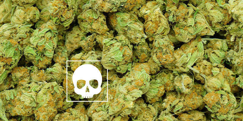 Wie Viel Cannabis Ist "Zu Viel"?