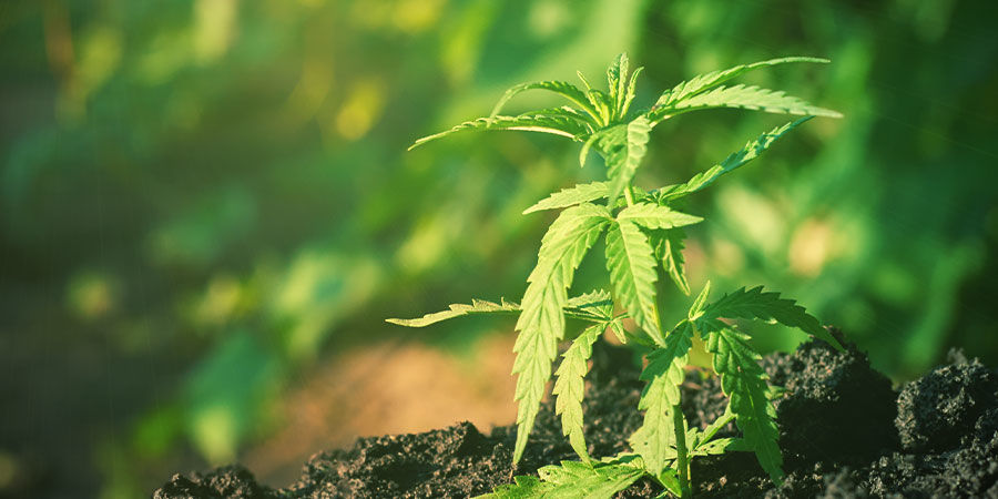 Blue Cheese Anbauen BLUE CHEESE ANBAUEN