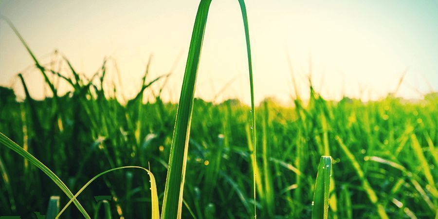 Zuckerrohr Zuckerrohr