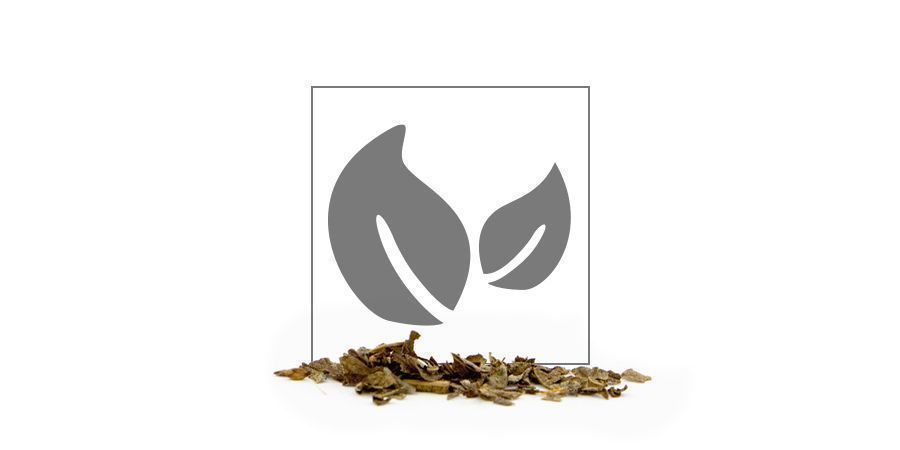 Calea Zacatechichi 10x Extract Calea Zacatechichi