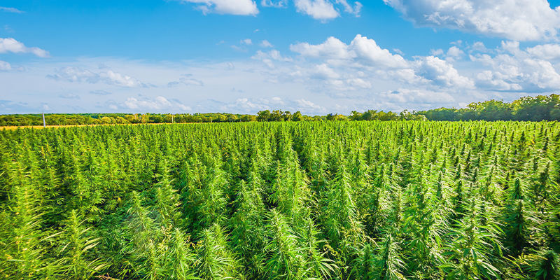 Cannabistourismus: Eine neue Welt, die es zu erobern gilt Cannabistourismus: Eine neue Welt, die es zu erobern gilt