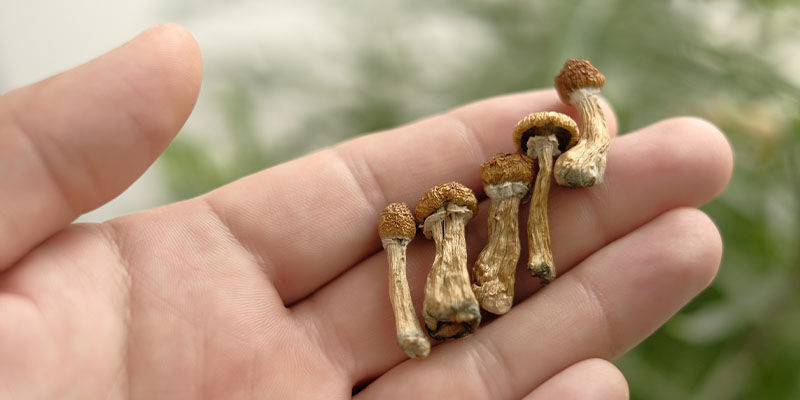 Biohacking mit Pilzen: Ein Geschenk der Natur