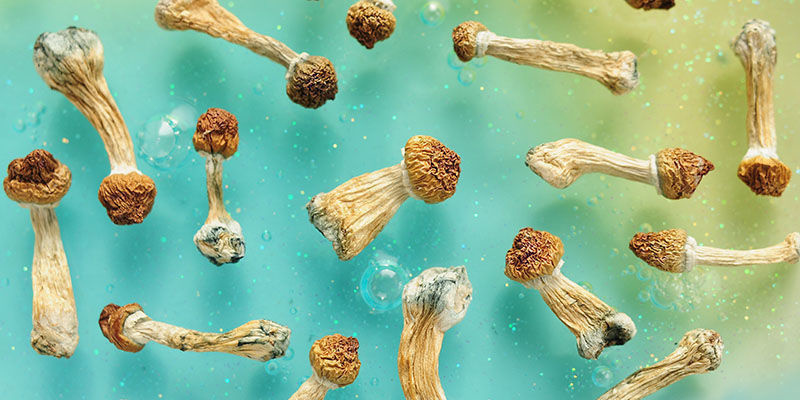 Biohacking mit psychedelischen Pilzen