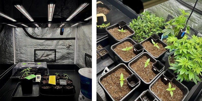 Den besten Standort für die Growbox finden