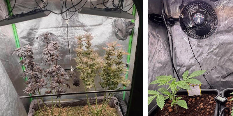 Cannabis-Growbox: Belüftung und Luftzirkulation