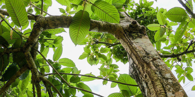 Lerne die verschiedenen Kratom-Arten kennen