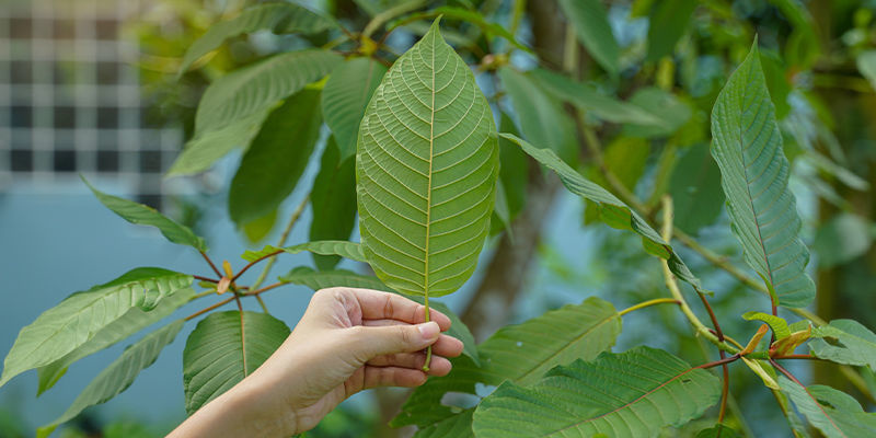Unter welchen weiteren Namen ist Kratom bekannt?