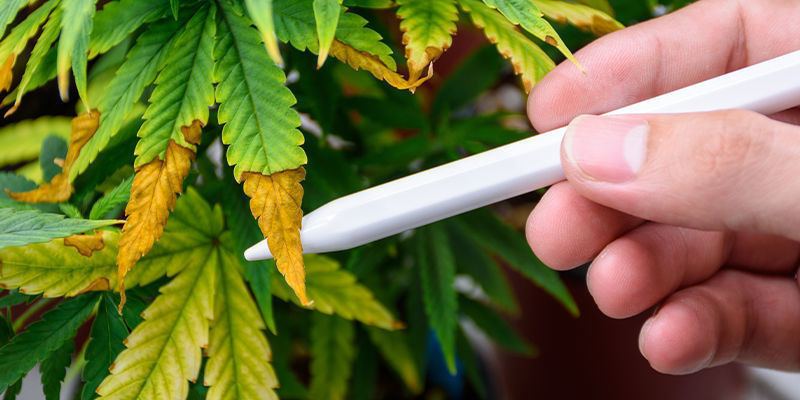 KI in der Cannabis-Schädlingsbekämpfung