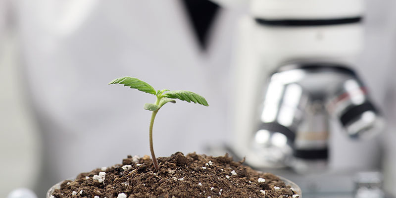 KI in der Entwicklung von Cannabissorten