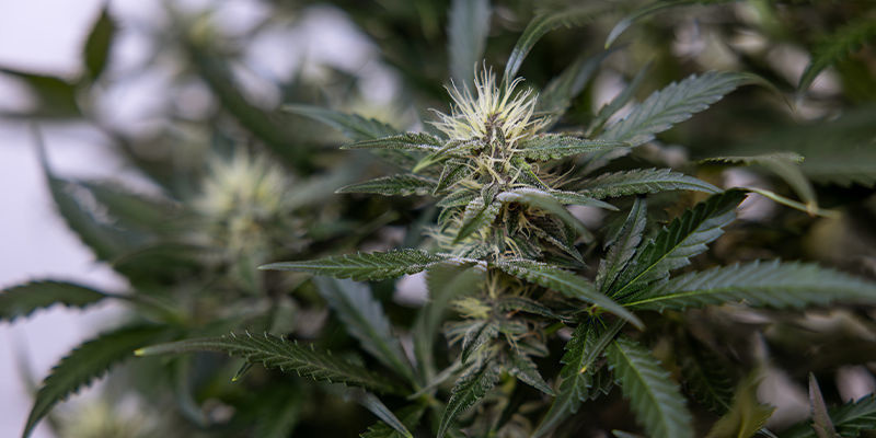 KI in der Herstellung von Cannabis-Derivaten (wie Konzentrate und Edibles)