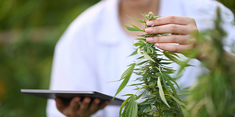 Cannabishandel mit KI verbessern