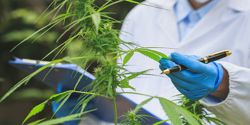 Künftige Auswirkungen von KI auf die Cannabisbranche