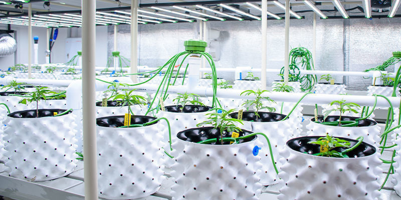 Die Rolle von KI im Cannabisanbau und in der Landwirtschaft