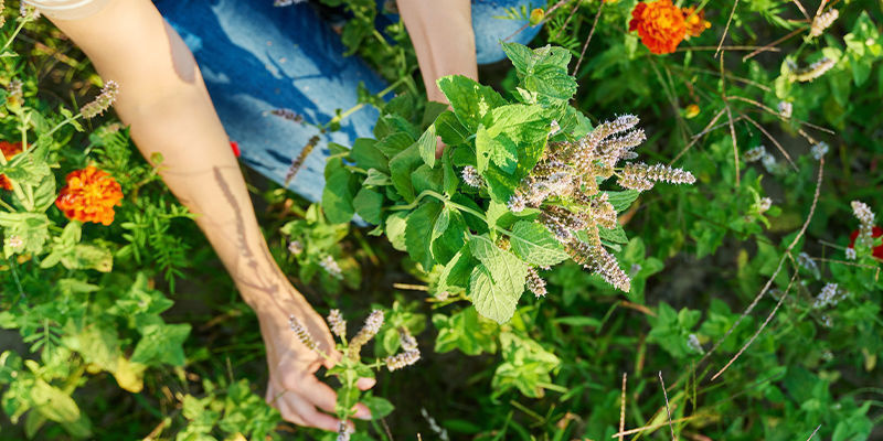 Wie wirkt Katzenminze auf Menschen?