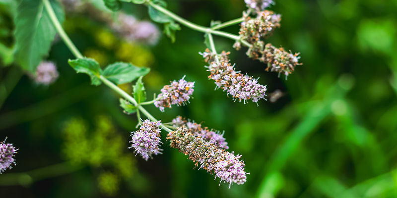 Zum Verständnis von Katzenminze