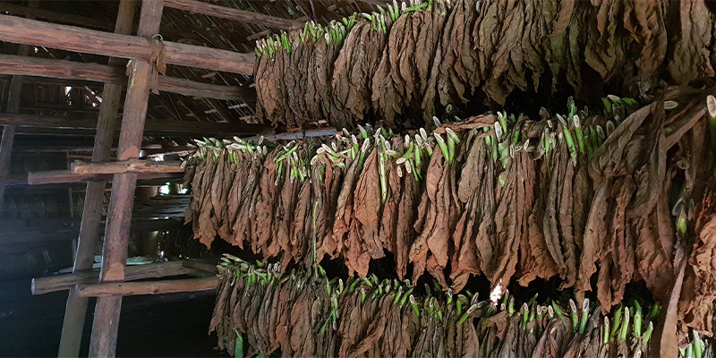 Was ist Langgrundblatt eigentlich?