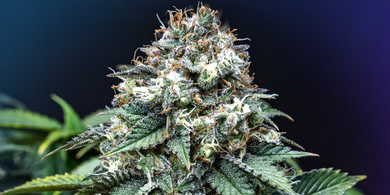 Ein Blick in die Zukunft