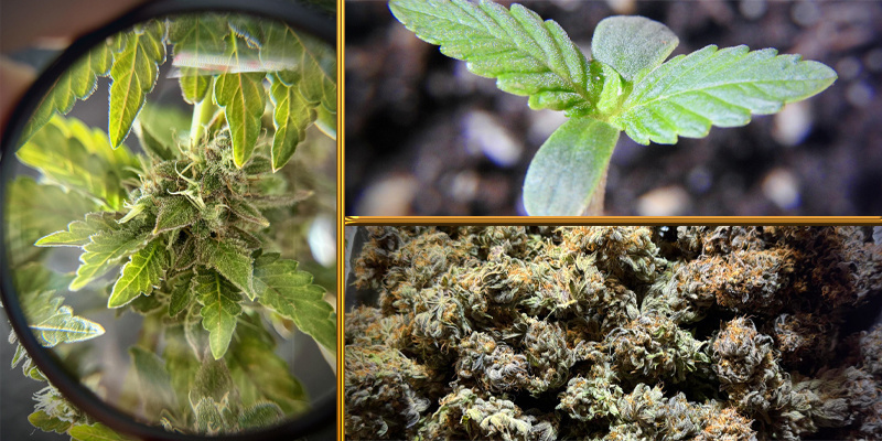 Dritter Platz DogDoctorOfficial