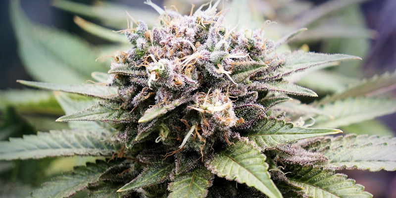 Eine Echte Globale Gemeinschaft