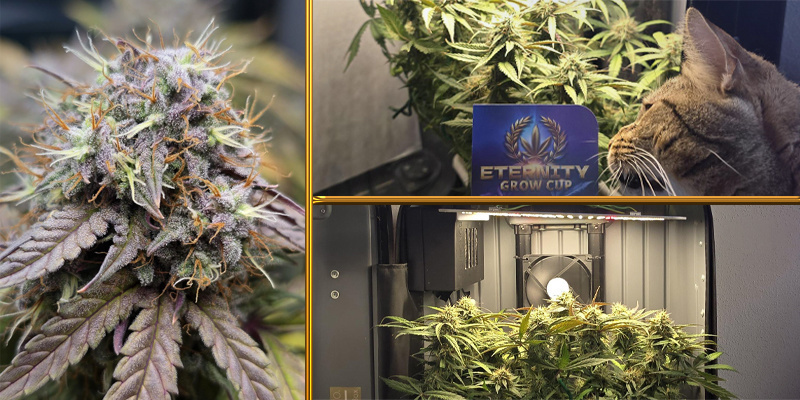 Zweiter Platz Naujas