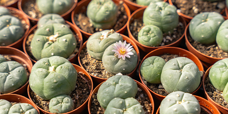 Wie sieht Peyote aus?