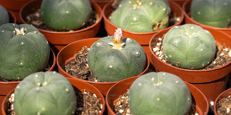 Der Peyote-Kaktus: Eine heilige Pflanze mit moderner Relevanz