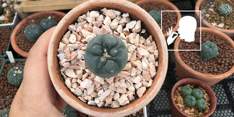 Rohe oder getrocknete Peyote-Knöpfe kauen