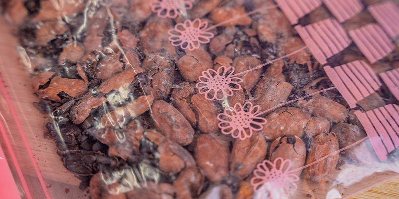 6. Verwende 30–50 Kakaobohnen Pro Portion 6. Verwende 30–50 Kakaobohnen Pro Portion