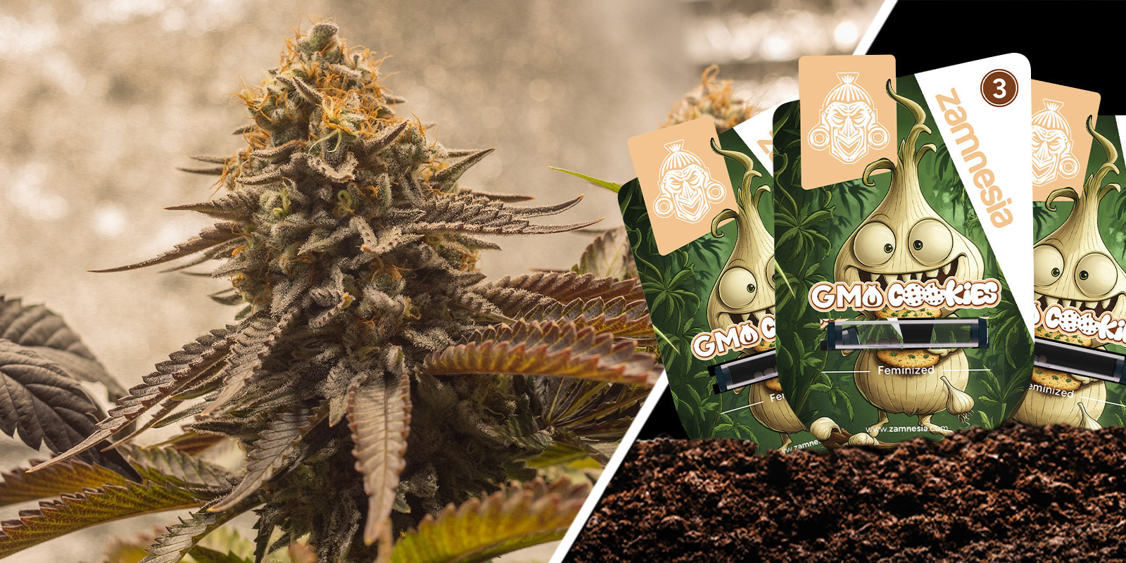 GMO Cookies: Intensiv und unvergesslich funky