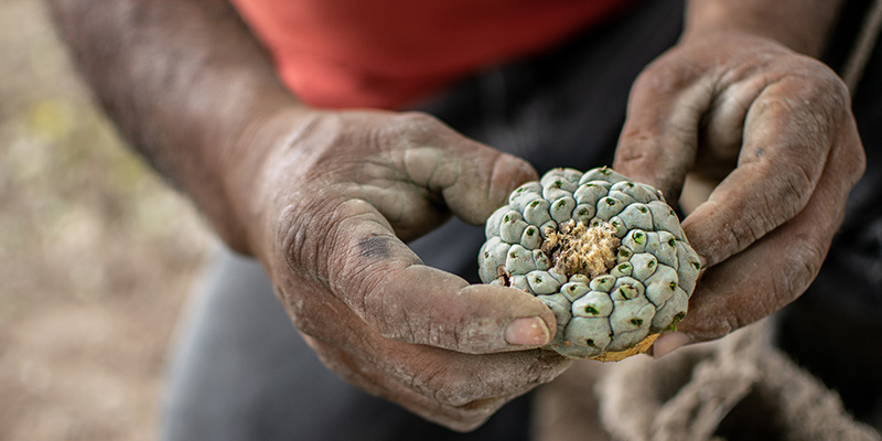 Peyotismus: Eine Tradition der Ehrfurcht und Erneuerung